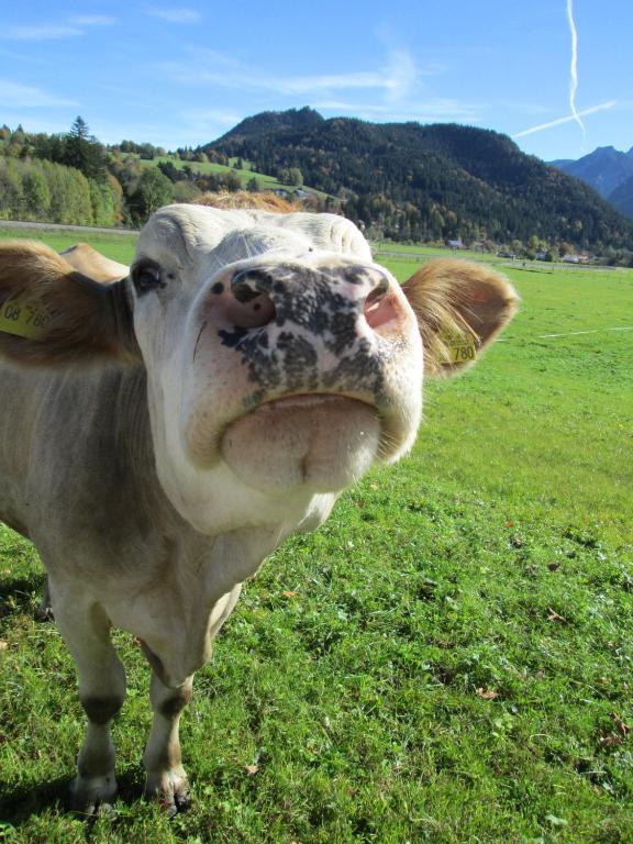 Landhotel Roefleuten Pfronten Zewnętrze zdjęcie